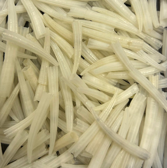 Dentalium ridged .05" -1"