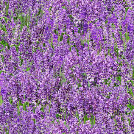 CF Lavender Field