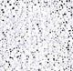 Miyuki Seed Bead 11/0 Op White