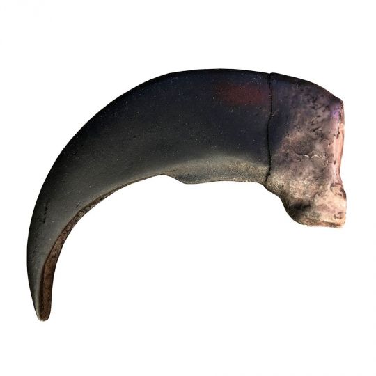 Bear Claw Imported Rep. 3 1/2"