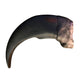 Bear Claw Imported Rep. 3 1/2"